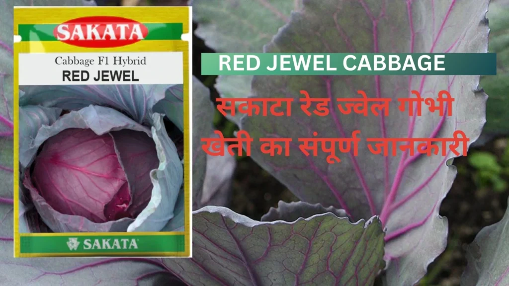 RED JEWEL CABBAGE