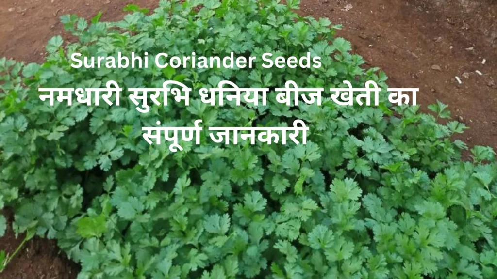 Surabhi Coriander Seeds